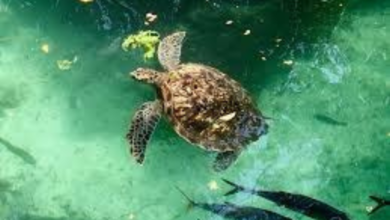 sea turtles zanzibar