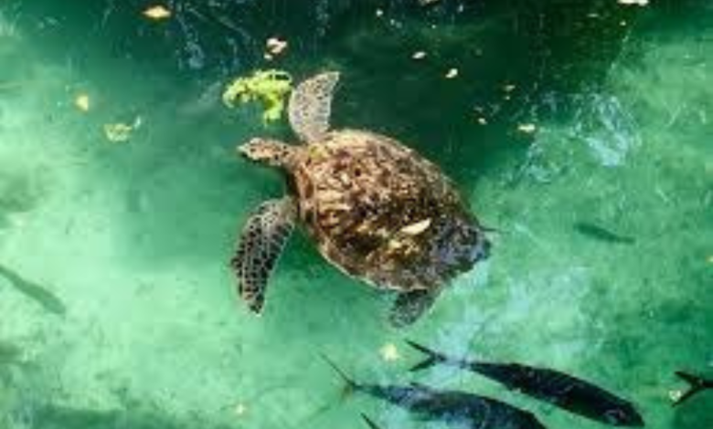 sea turtles zanzibar